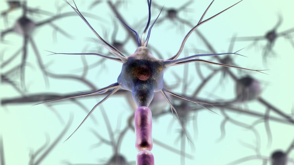 neurons, neuron cell, biology